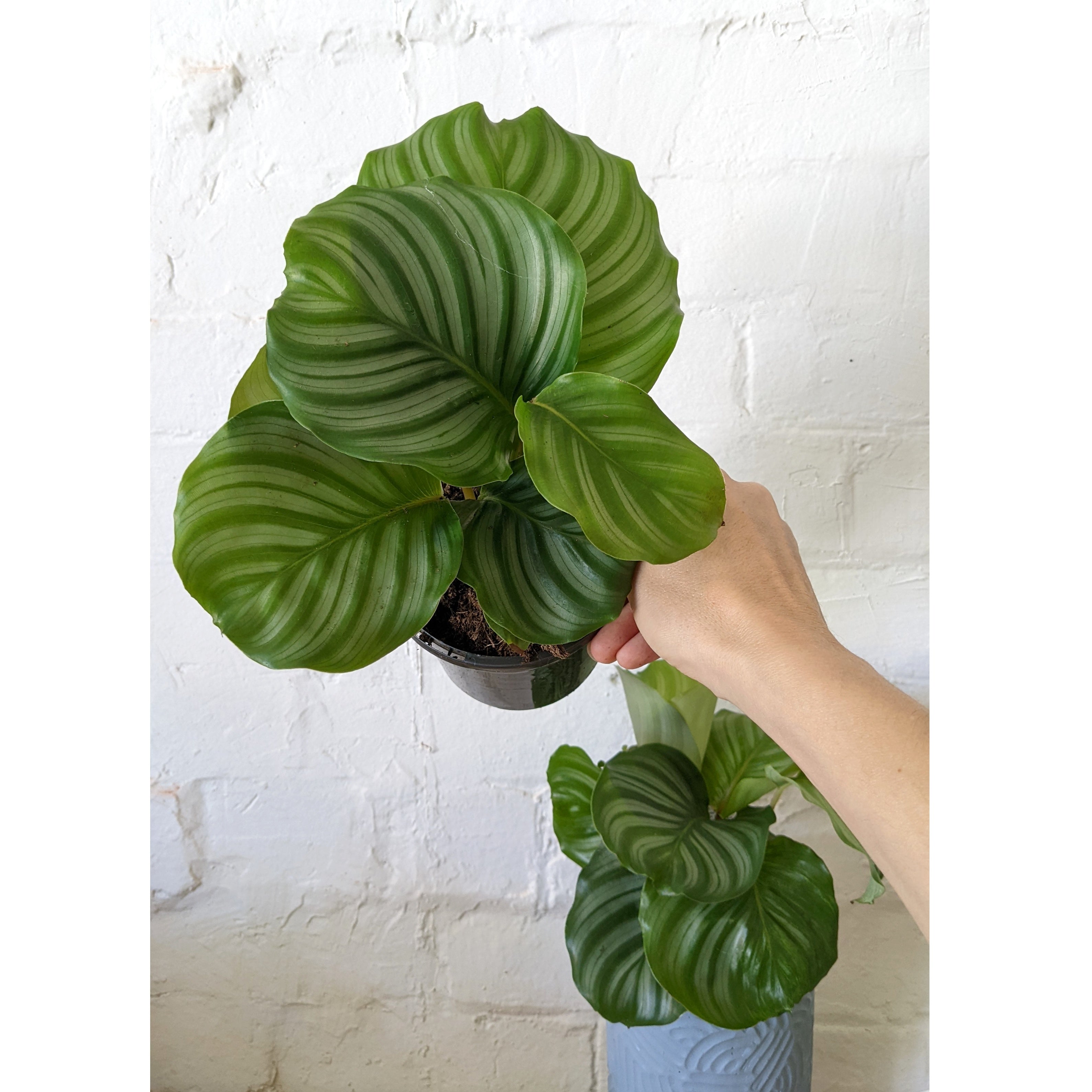 Calathea orbifolia - 12cm pot